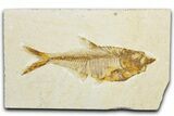 Detailed Fossil Fish (Diplomystus) - Wyoming #345441-1